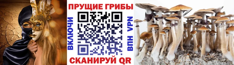 ссылка на мегу сайт  Выборг  Галлюциногенные грибы MAGIC MUSHROOMS 